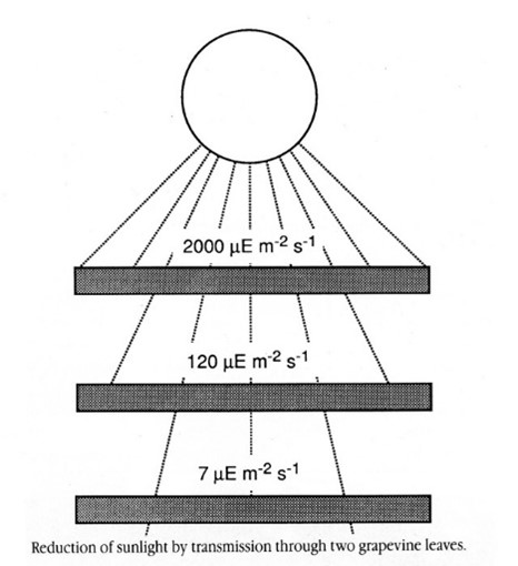 Diagram of leaf shade.